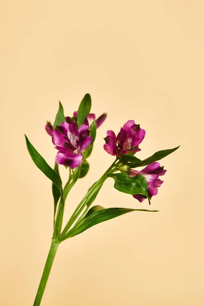 object photo of beautiful blossoming purple lilies with stem on pastel yellow background, nobody
