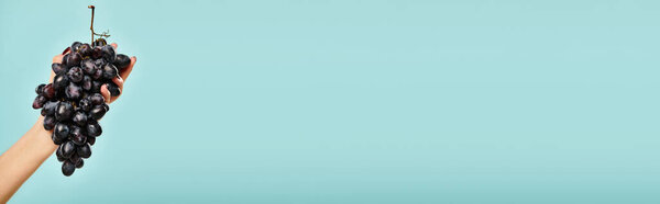 объект фото органического свежего винограда в руке неизвестной молодой женщины на ярком голубом фоне, баннер