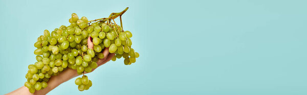 объект фото сочной вкусный зеленый виноград в руке неизвестной женской модели на ярком голубом фоне