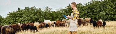 handsome farmer with beard and tattoos using tablet to analyze cattle of sheeps and lambs, banner clipart
