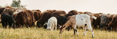 Sevimli koyunlardan ve keçilerden oluşan kocaman, canlı sığırlar taze otlaklar otlatırken manzaralı bahar tarlalarında pankart