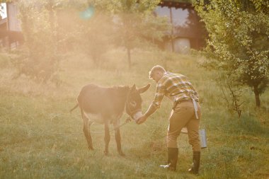 good looking bearded man with tattoos feeding cute donkey from metal bucket while on his farm clipart