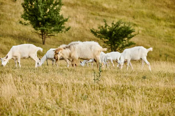 Yeşil manzaralı tarlalarda taze ot ve ot otlayan sevimli keçi sürüleri