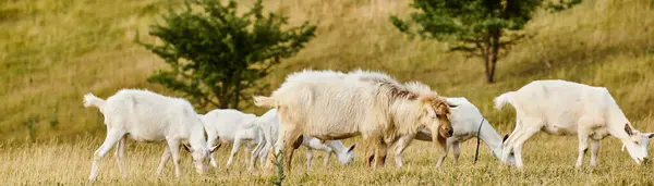 鮮やかなかわいいヤギの巨大な牛は 緑の風光明媚なフィールドにいる間 新鮮な雑草や草を放牧します バナー — ストック写真