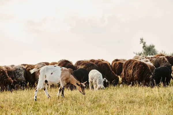 Güzel koyunlardan ve keçilerden oluşan kocaman canlı sığırlar taze otlaklar otlatırken manzaralı bahar tarlalarında