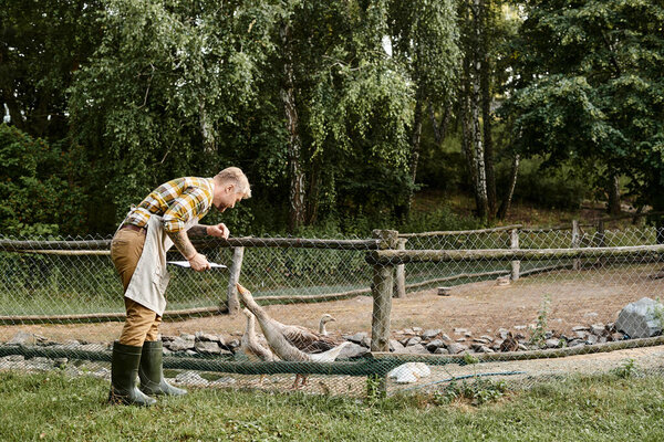 привлекательный бородатый фермер с татуировками в повседневной одежде, используя планшет для анализа птиц с гусями