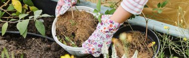 cropped view of mature woman with gloves taking care of her growing vegetables in garden, banner clipart