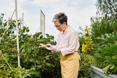 joyful appealing mature woman with glasses and gloves taking care of her fresh berries in garden clipart