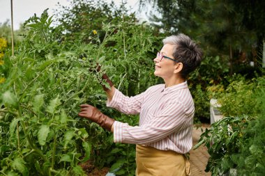 beautiful joyous mature woman with glasses taking active care of her plants in her vivid garden clipart