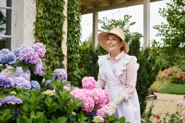 beautiful mature joyful woman in dress and apron taking active care of her vibrant hydrangea clipart