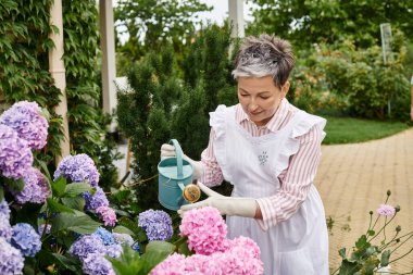 appealing merry mature woman in vivid dress watering her vibrant hydrangeas in her garden in England clipart