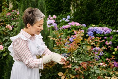 mature joyous beautiful woman with short hair using gardening tools to take care of lively rosehip clipart