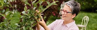 beautiful jolly mature woman in casual attire with glasses collecting fresh delicious apples, banner clipart