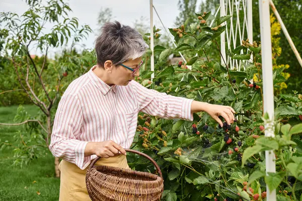 Çekici, olgun, gözlüklü, bahçesinde saman sepetine taze böğürtlen toplayan bir kadın.