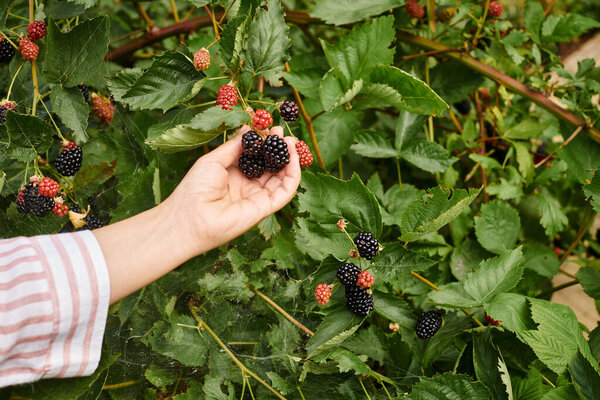 cropped view of mature woman with gardening gloves taking care of her fresh vivid dewberries