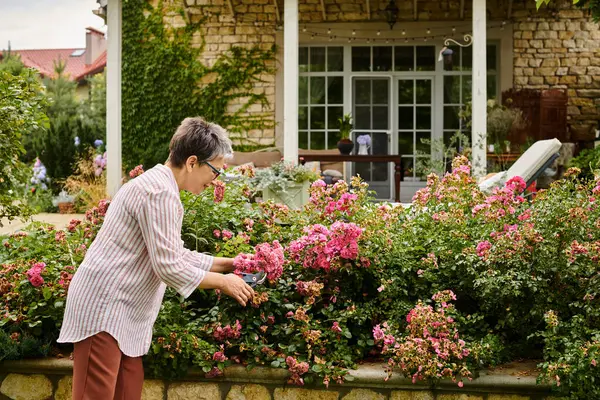 stock image appealing jolly mature woman with short hair using gardening tools on her vibrant pink rosehip