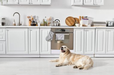 Huzurlu bir Labrador köpeği mutfak zemininde rahat bir şekilde uzanıyor, odanın sıcaklığında güneşleniyor..
