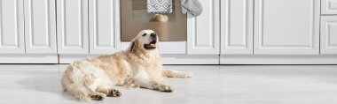 Bir Labrador köpeği huzurlu bir anda mutfak zemininde oturuyordu..