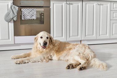 Sakin tavırlı bir Labrador köpeği rahat bir mutfak ortamında yerde dinleniyor..