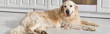 Bir Labrador köpeği mutfakta huzur içinde dinleniyor..
