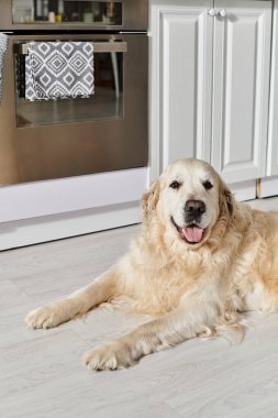 Bir Labrador köpeği mutfak zemininde açık bir fırının önünde dinlenir, sükunet ve sükunet hissi sergiler..