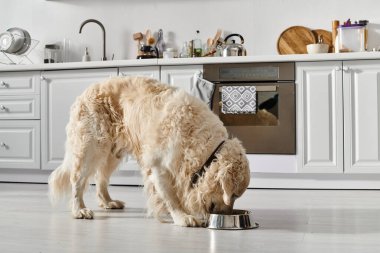 Bir Labrador köpeği sıcak bir mutfak ortamında dururken keyifle bir kâseden yemek yer..