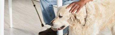 Engelli bir Afro-Amerikalı büyük beyaz bir Labrador köpeğinin yanında oturuyor, çeşitlilik ve kapsama gösteriyor..