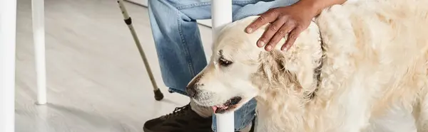 Niepełnosprawny Afroamerykanin Siedzi Obok Dużego Białego Psa Labradora Pokazując Różnorodność — Zdjęcie stockowe