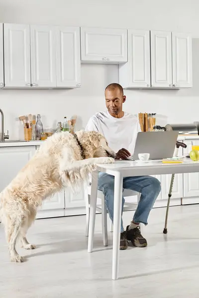 stock image A disabled African American man sits at a table with a laptop open in front of him, accompanied by his loyal Labrador dog.
