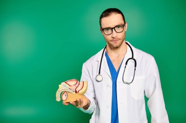 Beyaz laboratuvar önlüklü yakışıklı doktor yeşil arka planda vücut modeli tutuyor..