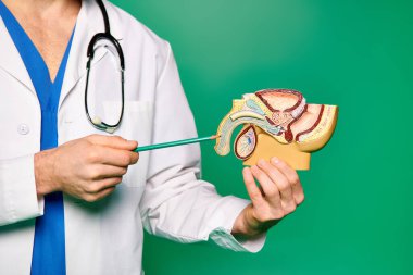 Doktor insan vücudunun anatomik modelini inceliyor..