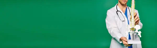 Красивий Лікар Білому Пальто Гордо Тримає Модель Скелета Зеленому Тлі — стокове фото