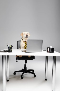 Kravatlı şık bir köpek, dizüstü bilgisayarlı bir masada oturuyor, profesyonellik ve entelektüellik yayıyor..