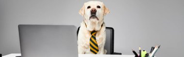 Kravatlı sofistike bir köpek dizüstü bilgisayarın önünde oturuyor, bir günlük uzaktan çalışmaya hazır..
