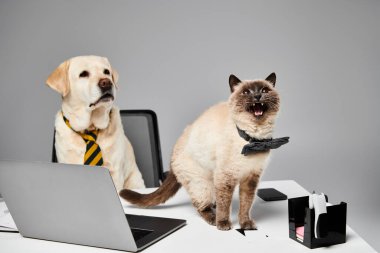 Bir kedi ve bir köpek yan yana dizüstü bilgisayarın önünde otururlar ve stüdyo ortamında evcil hayvanlar arasında mükemmel bir uyum gösterirler..