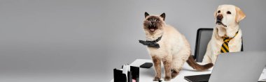 Bir kedi ve bir köpek bir stüdyo ortamında dizüstü bilgisayarda oturuyorlar ve evcil hayvanlar arasındaki bağı sergiliyorlar..
