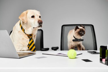 A cat and a dog are sitting together in an office chair, showing a unique bond between unlikely companions. clipart