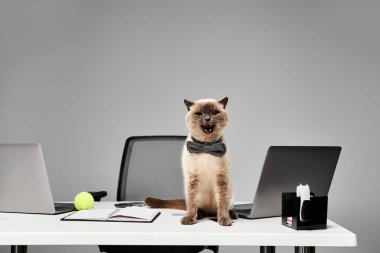 Görkemli bir kedi, bir stüdyo ortamında dağınık bir masada zarif bir şekilde oturur ve evcil bir hayvanın özünü gözler önüne serer..