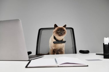 Tuhaf bir ifadeye sahip bir kedi rahat bir ofis ortamında bilgisayar ekranının arkasında bir ofis sandalyesinde oturur..