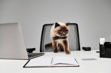 Papyon takmış şık bir kedi stüdyo ortamında bir masada rahatça yürüyor..