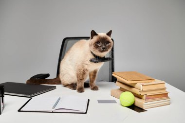 Bir kedi rahatça stüdyo ortamında bir masada oturur..