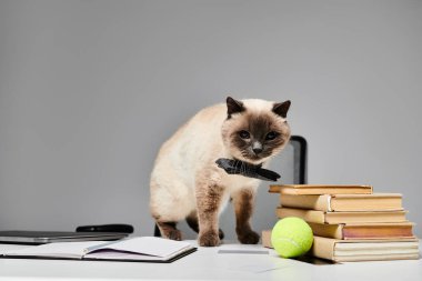 Meraklı bir kedi masanın üzerinde zarif bir şekilde duruyor bir yığın kitabın yanında, bilgelik havası yayıyor ve öğreniyor..