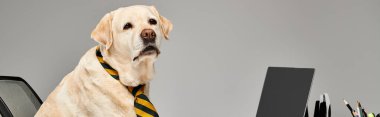 İyi giyimli, kravatlı bir köpek stüdyo ortamında bilgisayarın önünde oturuyor..