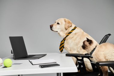 Kravatlı sofistike bir köpek elinde dizüstü bilgisayarla iş dünyasına girmeye hazır bir şekilde bir masada oturuyor..