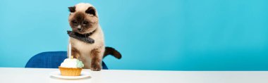 Bir kedi, büyüleyici bir stüdyo ortamında, masanın üzerinde kekin yanında duruyor ve günlük etkileşimlerin güzelliğini gösteriyor..