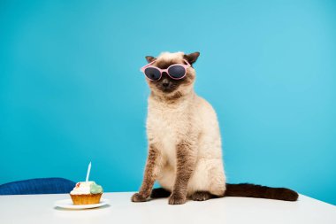 Güneş gözlüklü bir kedi eğlenceli bir stüdyoda kekin yanında oturuyor..