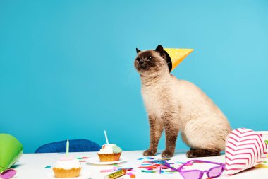Parti şapkası takan oyuncu bir kedi stüdyo ortamında bir masanın üzerinde oturuyor..