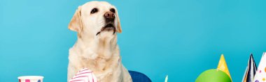 Tüylü bir köpek renkli bir doğum günü pastasının önünde oturuyor, sevinç ve heyecanla özel bir olayı kutlamaya hazır..