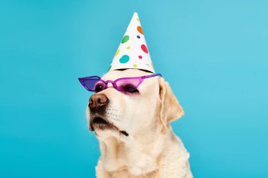 Parti şapkası ve güneş gözlükleriyle neşeli görünen bir köpek..