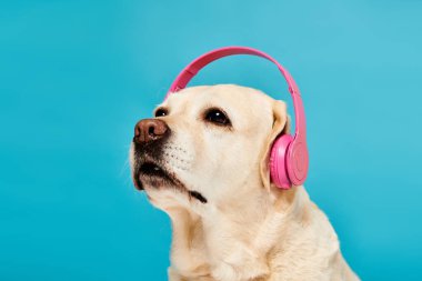 Kulaklıklı bir köpek stüdyo ortamında müzik dinliyor..